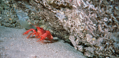 Highlight Bild für die Kategorie Tauchen: ein roter Krebs unter einem Stein.